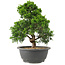 Juniperus chinensis Itoigawa, 27 cm, ± 15 ans