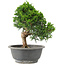 Juniperus chinensis Itoigawa, 24 cm, ± 15 anni