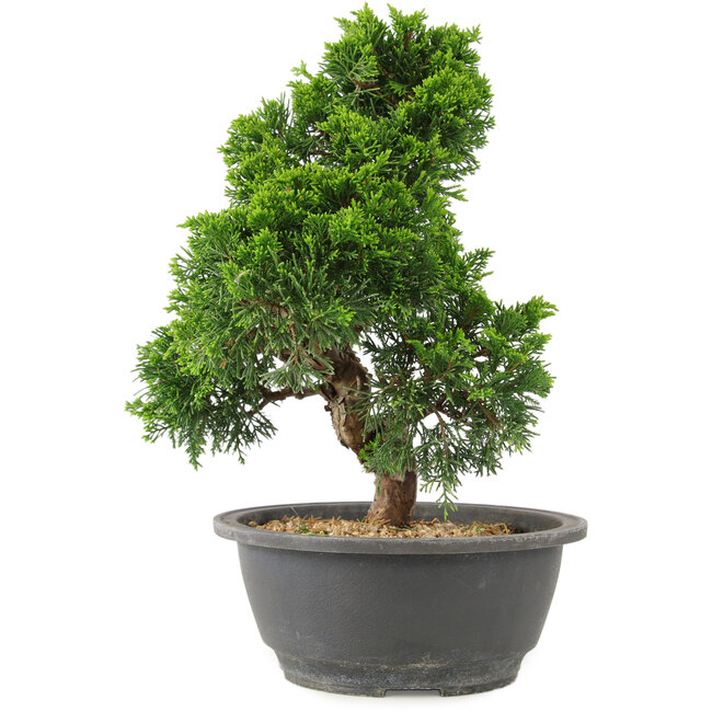 Juniperus chinensis Itoigawa, 27 cm, ± 15 ans