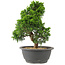 Juniperus chinensis Itoigawa, 27 cm, ± 15 anni