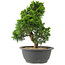 Juniperus chinensis Itoigawa, 27 cm, ± 15 years old