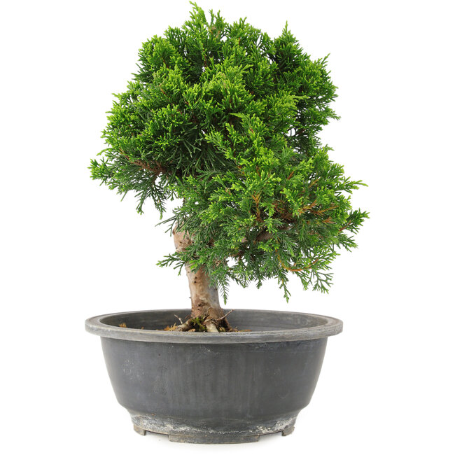Juniperus chinensis Itoigawa, 24 cm, ± 15 ans