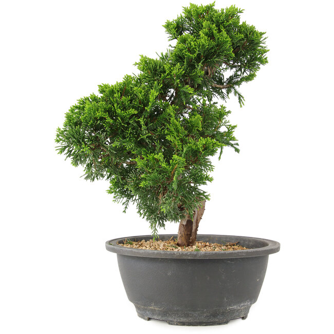 Juniperus chinensis Itoigawa, 27 cm, ± 15 Jahre alt