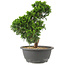 Juniperus chinensis Itoigawa, 27 cm, ± 15 jaar oud