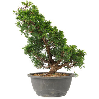 Juniperus chinensis Itoigawa, 29 cm, ± 15 anni