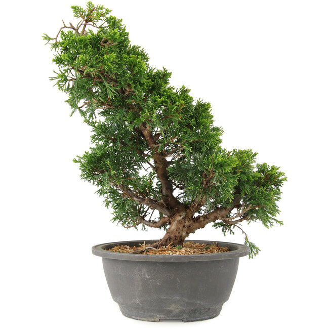 Juniperus chinensis Itoigawa, 29 cm, ± 15 jaar oud