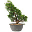 Juniperus chinensis Itoigawa, 29 cm, ± 15 jaar oud