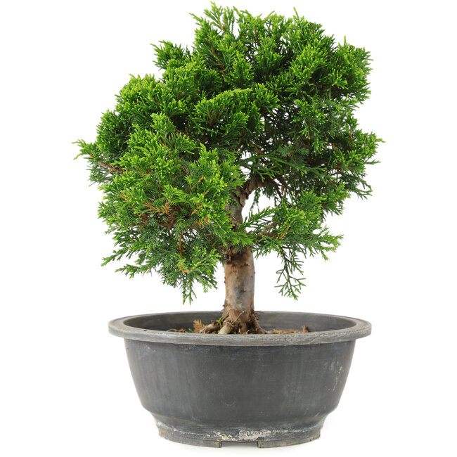 Juniperus chinensis Itoigawa, 24 cm, ± 15 years old