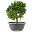 Juniperus chinensis Itoigawa, 24 cm, ± 15 jaar oud