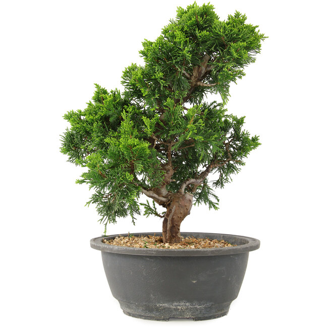 Juniperus chinensis Itoigawa, 27 cm, ± 15 ans