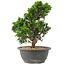 Juniperus chinensis Itoigawa, 27 cm, ± 15 jaar oud