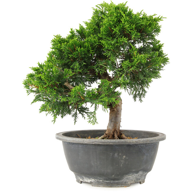 Juniperus chinensis Itoigawa, 24 cm, ± 15 years old