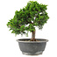 Juniperus chinensis Itoigawa, 24 cm, ± 15 jaar oud