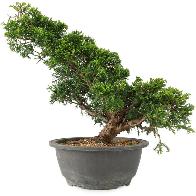 Juniperus chinensis Itoigawa, 29 cm, ± 15 jaar oud