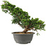 Juniperus chinensis Itoigawa, 29 cm, ± 15 años