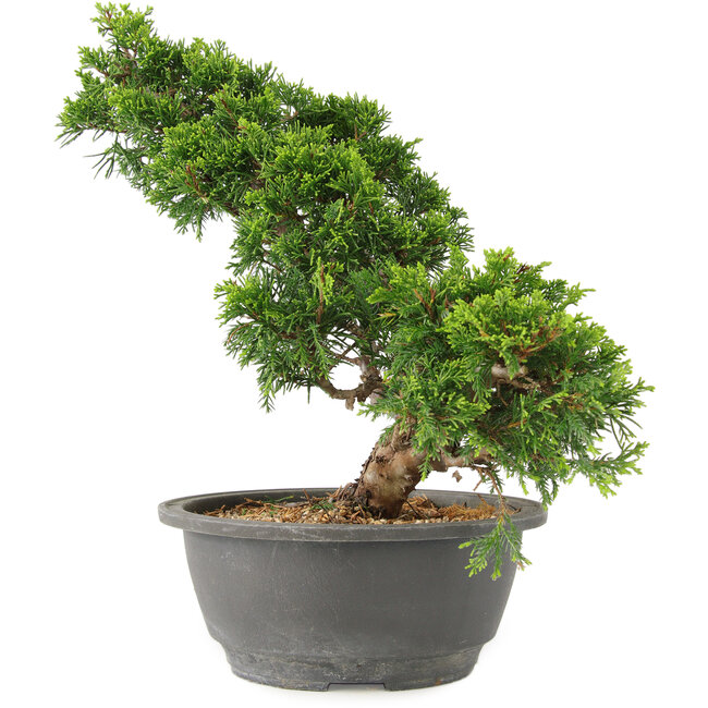 Juniperus chinensis Itoigawa, 29 cm, ± 15 anni