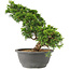 Juniperus chinensis Itoigawa, 29 cm, ± 15 jaar oud