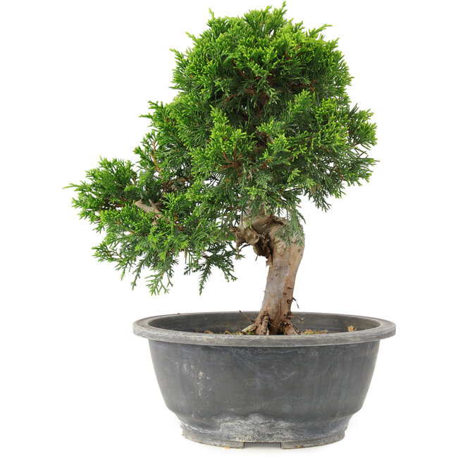 Juniperus chinensis Itoigawa, 24 cm, ± 15 years old