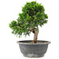 Juniperus chinensis Itoigawa, 24 cm, ± 15 Jahre alt