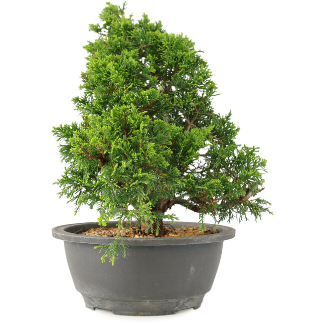 Juniperus chinensis Itoigawa, 29 cm, ± 15 años
