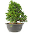 Juniperus chinensis Itoigawa, 29 cm, ± 15 jaar oud