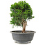 Juniperus chinensis Itoigawa, 24 cm, ± 15 jaar oud