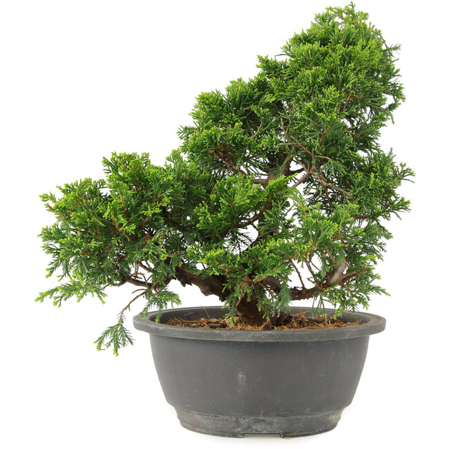 Juniperus chinensis Itoigawa, 29 cm, ± 15 years old