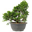 Juniperus chinensis Itoigawa, 29 cm, ± 15 jaar oud