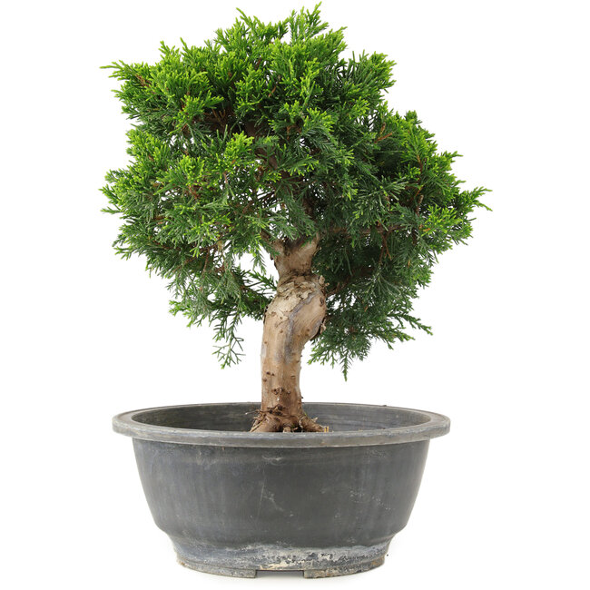 Juniperus chinensis Itoigawa, 24 cm, ± 15 anni