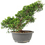 Juniperus chinensis Itoigawa, 29 cm, ± 15 años