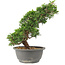 Juniperus chinensis Itoigawa, 29 cm, ± 15 anni