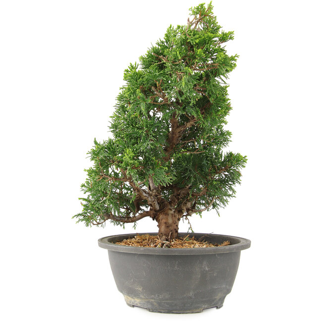 Juniperus chinensis Itoigawa, 29 cm, ± 15 años