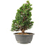 Juniperus chinensis Itoigawa, 29 cm, ± 15 anni