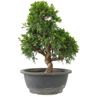 Juniperus chinensis Itoigawa, 28 cm, ± 15 ans