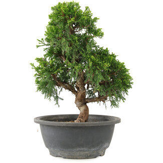 Juniperus chinensis Itoigawa, 28 cm, ± 15 Jahre alt