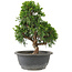 Juniperus chinensis Itoigawa, 28 cm, ± 15 years old