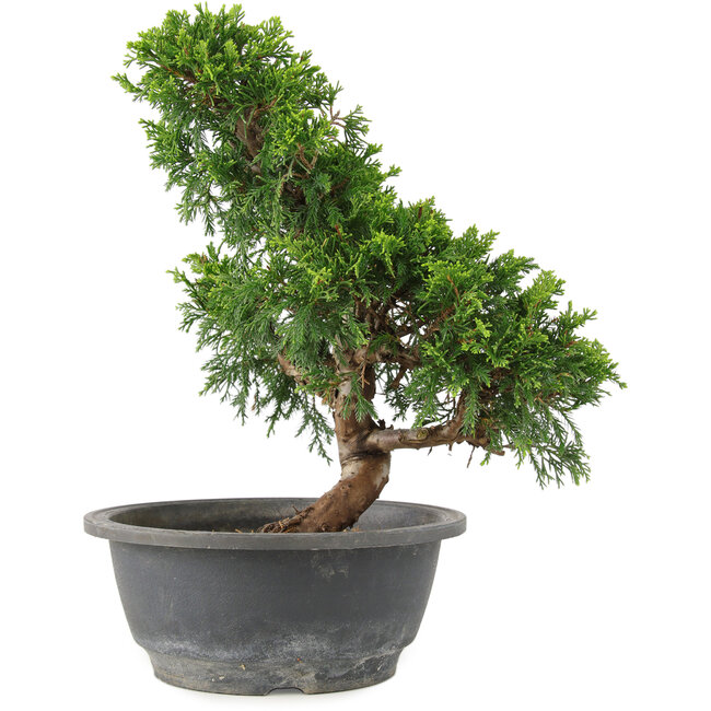 Juniperus chinensis Itoigawa, 28 cm, ± 15 years old