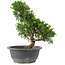 Juniperus chinensis Itoigawa, 28 cm, ± 15 jaar oud