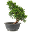 Juniperus chinensis Itoigawa, 28 cm, ± 15 anni