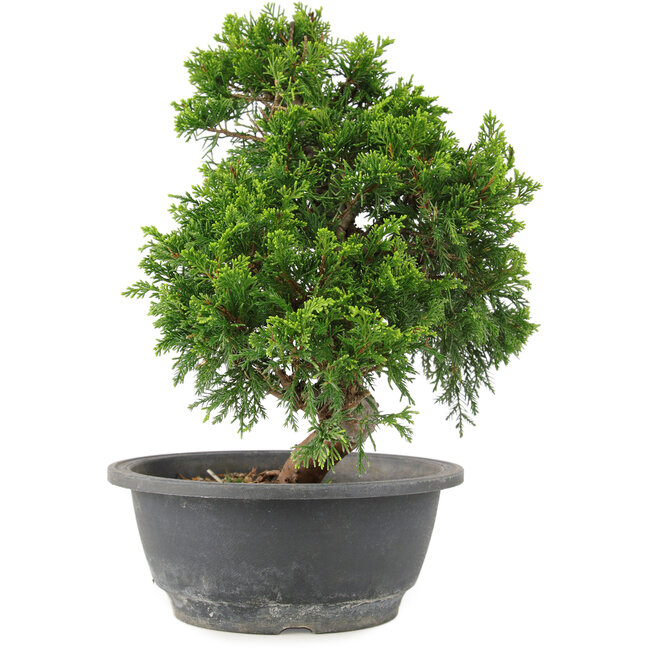Juniperus chinensis Itoigawa, 28 cm, ± 15 jaar oud