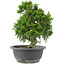 Juniperus chinensis Itoigawa, 28 cm, ± 15 anni