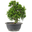 Juniperus chinensis Itoigawa, 28 cm, ± 15 años