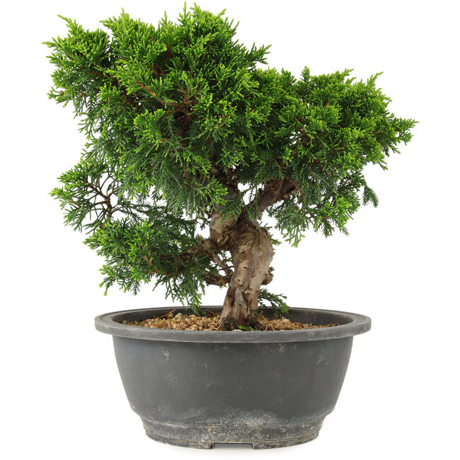 Juniperus chinensis Itoigawa, 22 cm, ± 15 años