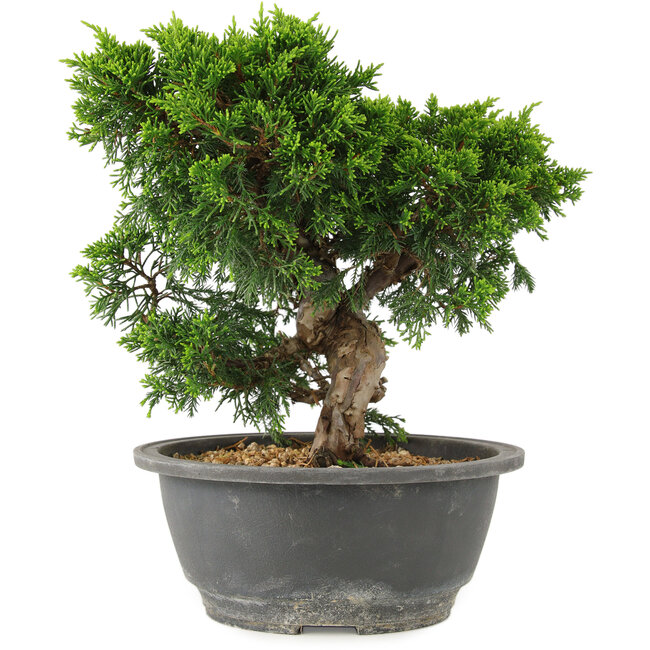 Juniperus chinensis Itoigawa, 22 cm, ± 15 jaar oud