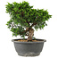 Juniperus chinensis Itoigawa, 22 cm, ± 15 anni