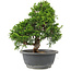 Juniperus chinensis Itoigawa, 28 cm, ± 15 años