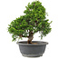 Juniperus chinensis Itoigawa, 28 cm, ± 15 jaar oud
