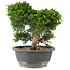 Juniperus chinensis Itoigawa, 22 cm, ± 15 anni