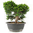Juniperus chinensis Itoigawa, 22 cm, ± 15 ans
