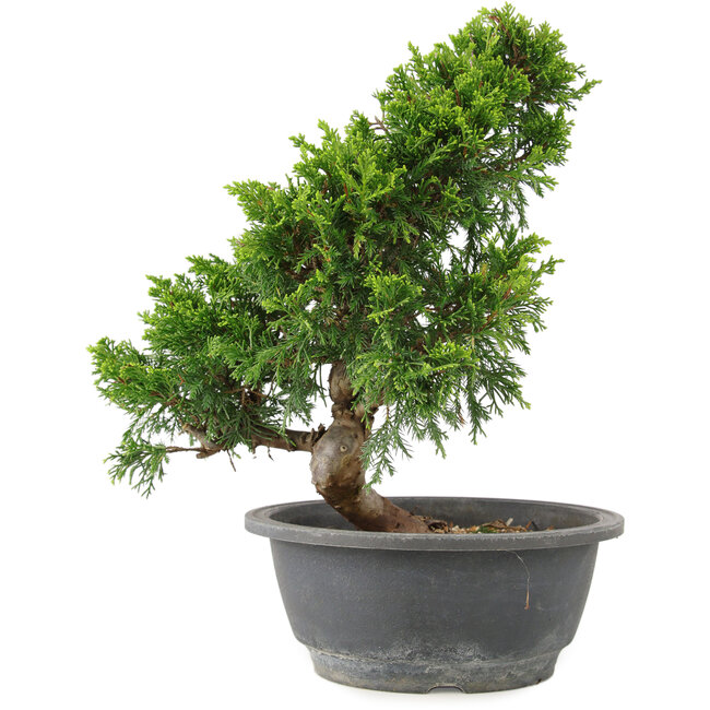 Juniperus chinensis Itoigawa, 28 cm, ± 15 jaar oud